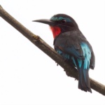 Black Bee-eater